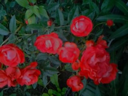 picollino-acoperitor de sol - Trandafirii din gradina