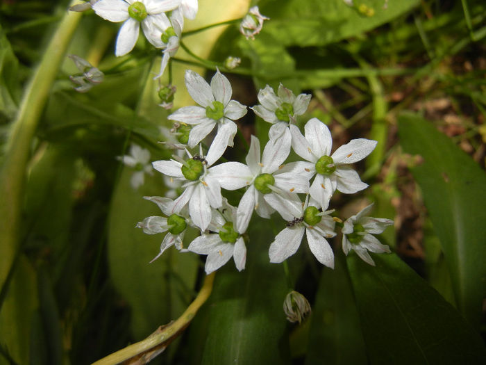 Triteleia hyacinthina (2014, May 18)