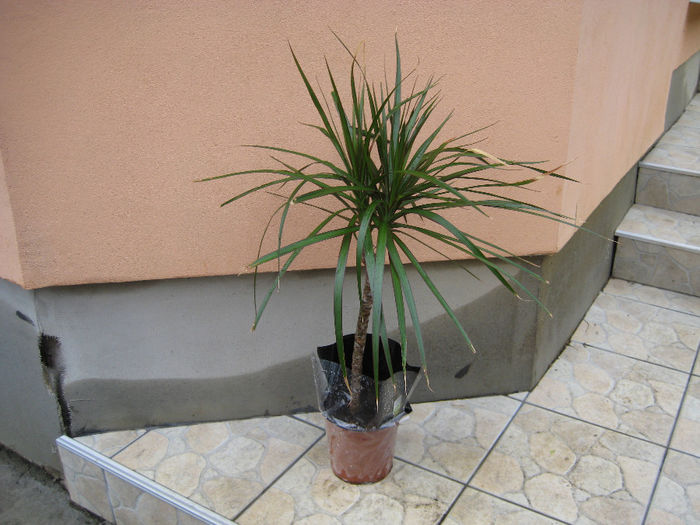 DRACENA 30 LEI