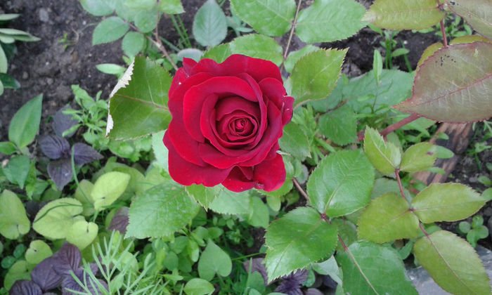20140525_180123 - trandafiri