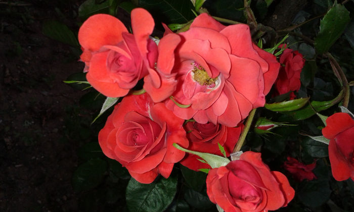 20140529_203939 - trandafiri
