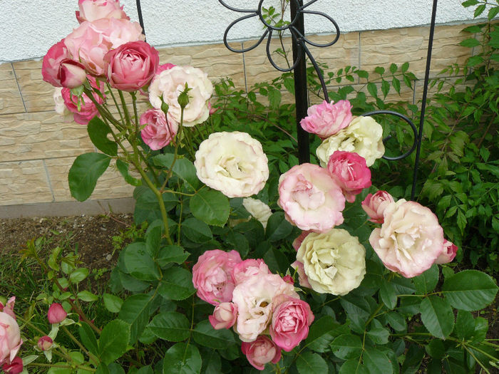 Acropolis (Meilland rose); Tufa superba, cu flori rezistente la ploaie si soare
