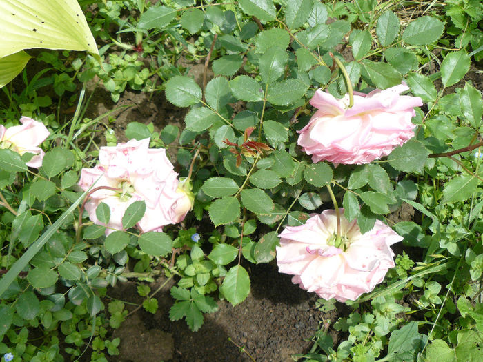 Jubilee Celebration; Florile sunt grele sprijinite de petioli fragili, astfel ca florile atarna pe pamant
