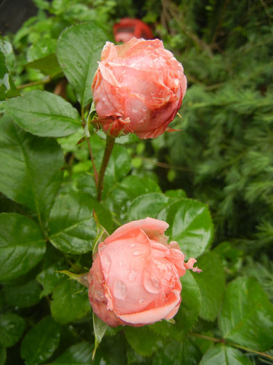 Rose Pleasure (2014, May 16)