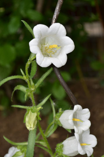 campanula medium  1