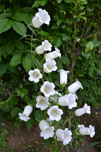 campanula medium 5