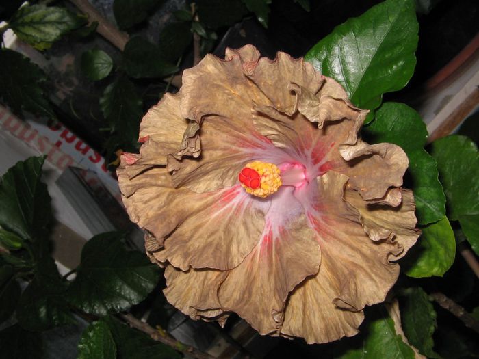 IMG_0956 - Hibiscus 1