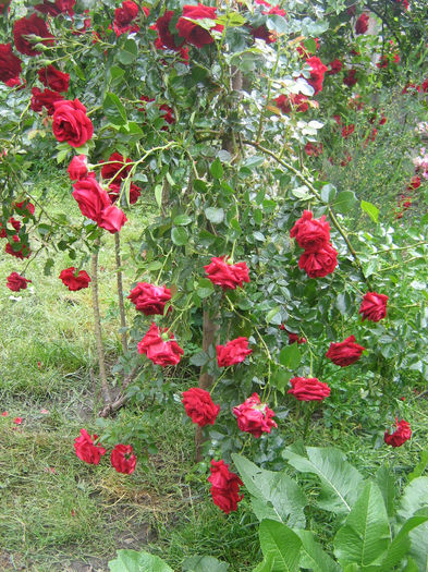 in gradina de flori 008 - In gradina mea