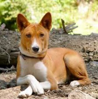 descărcare (1) - z-Basenji