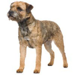 border-terrier_173