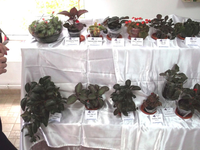 DSCF2174 - EXPOZITIE DE VIOLETE AFRICANE SI ALTE GESNERIACEAE 23-25 MAI 2014