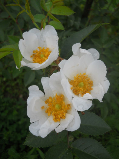 Rugosa Alba - Trandafiri 2014