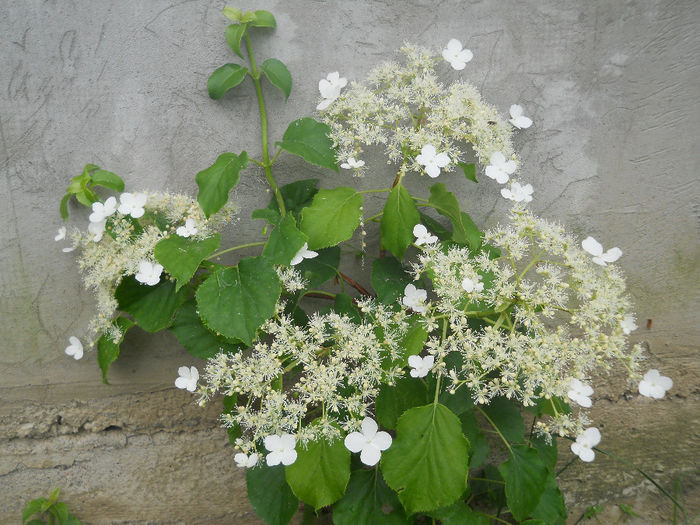 Hydrangea Petiolaris