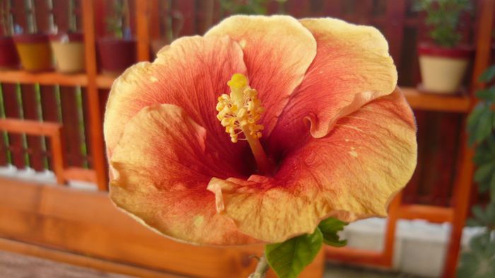 073 - 0 A hibiscus 2014