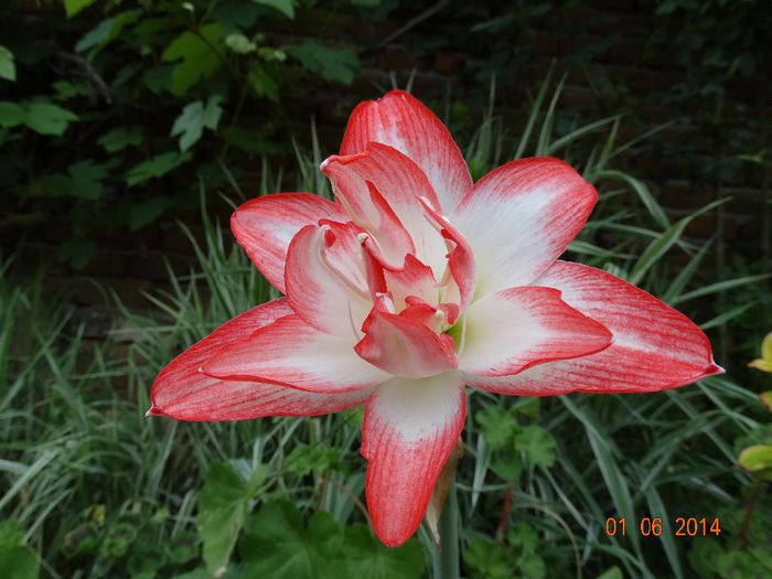 DSC04225 - Amaryllis 2014