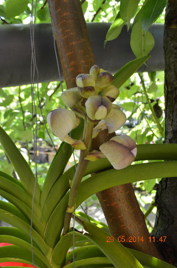 Vanda 3-dark spotty-prima reinflorire!