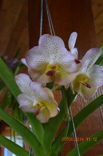 Ascocenda Summer Kiss - Vanda