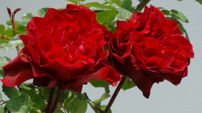 DSC01480 - h-trandafiri2014-1