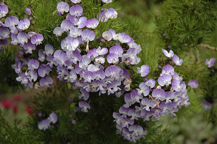 Psoralea Pinnata