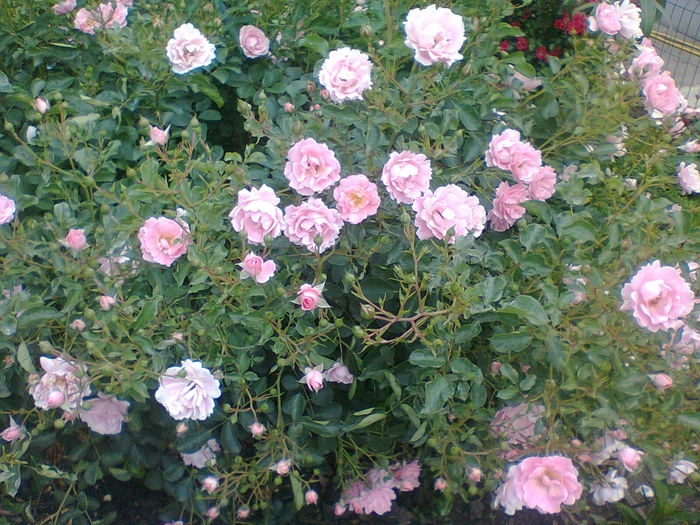 Summerwind - gradina 2014 trandafiri