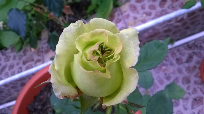 Trandafir verde de la Dimov - GRADINA MEA DE VIS