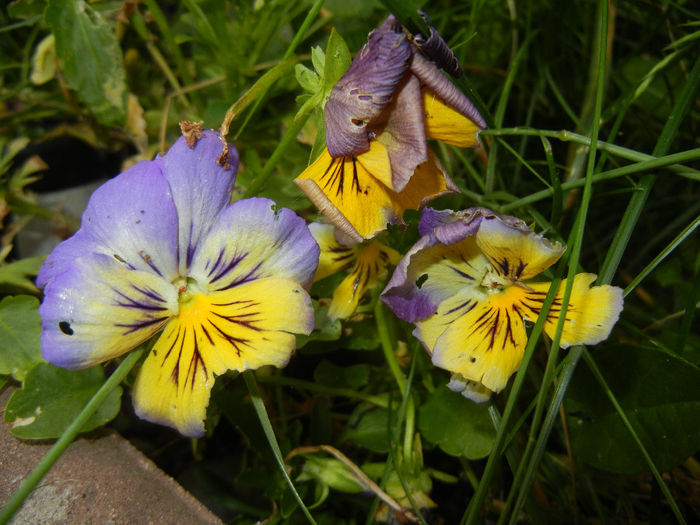 Pansies (2014, May 29) - PANSY_Viola x wittrockiana