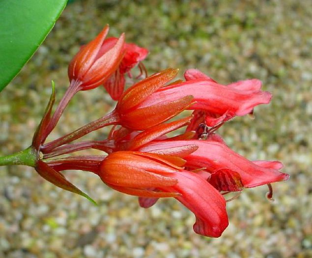 1669_Aeschynanthus%20bracteatus_feuillet_rbge