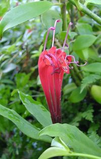 1954_Aeschynanthus%20longiflorus_myhr_rbge