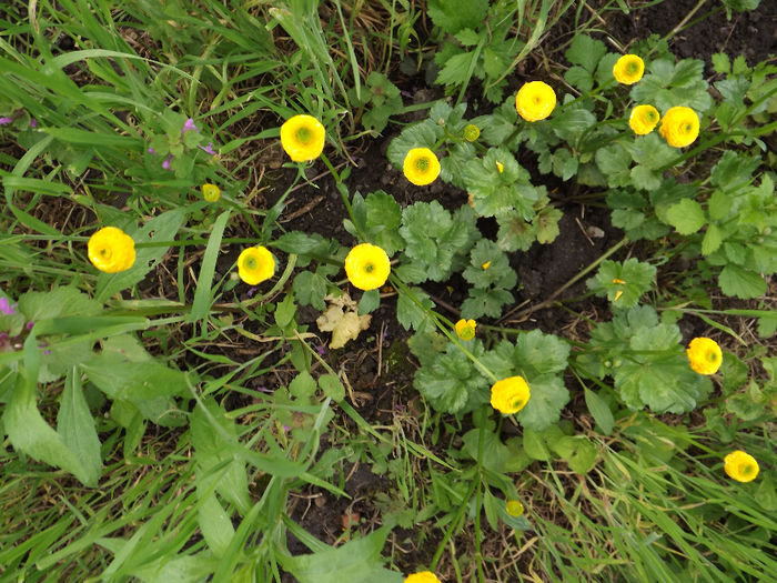 Ranunculus mini - Flori amestec