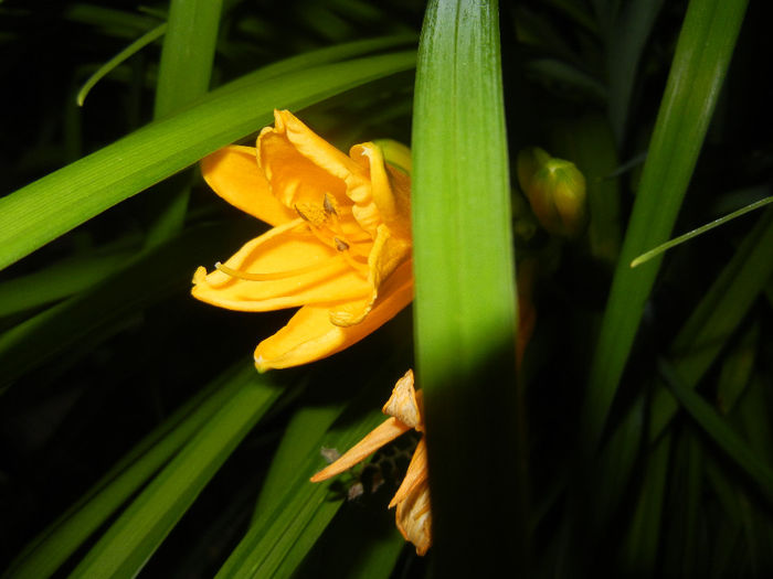 Hemerocallis Stella de Oro (2014, Jun.06) - Hemerocallis Stella de Oro