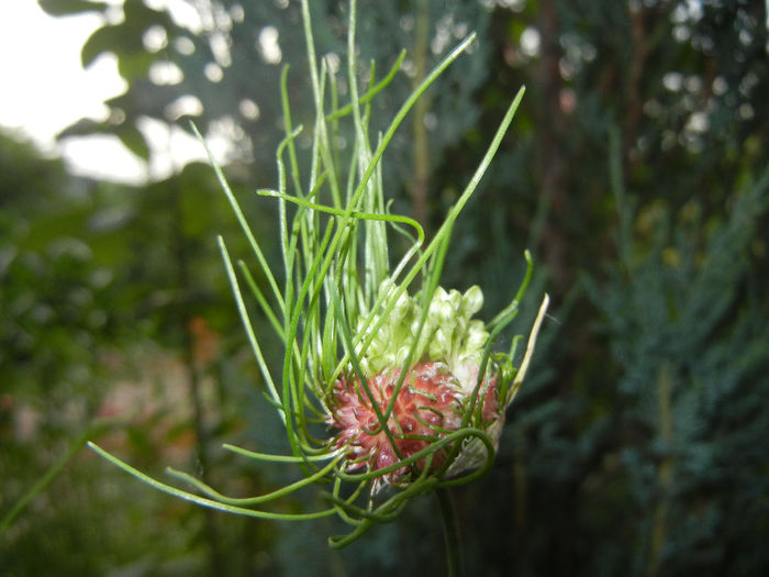 Allium Hair (2014, June 07) - Allium vineale Hair