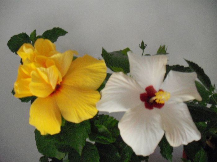 2014-05-31 08.17.35 - HIBISCUS