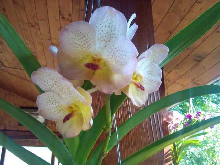 IMG_20140608_083531 - Vanda