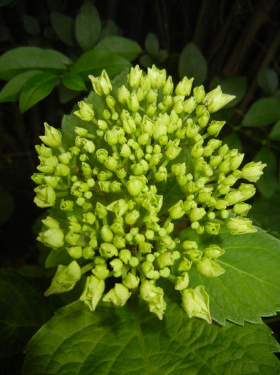 Hydrangea macrophylla (2014, May 24)