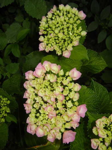 Hydrangea macrophylla (2014, May 29)