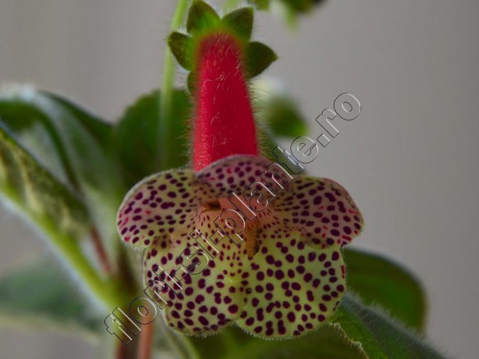 Kohleria Luci s Blend - KOHLERIA IV - Hibrizii mei - My hybrids