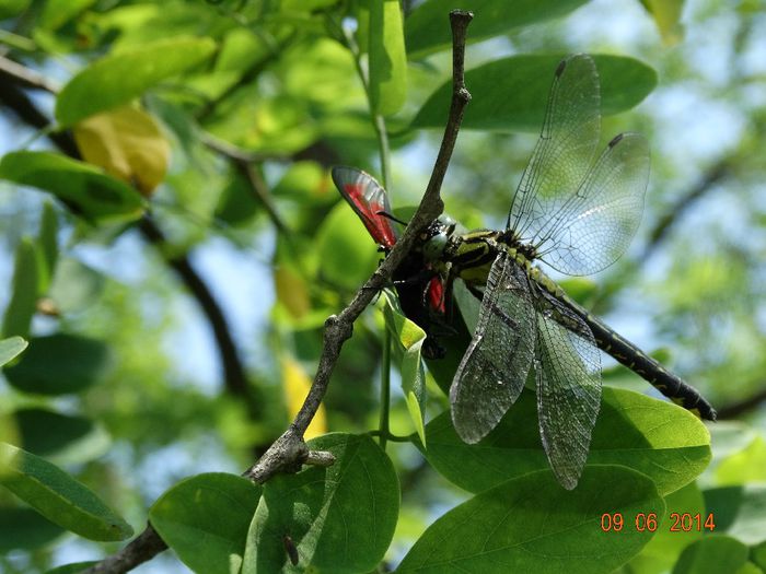 DSC04759 - Diverse insecte