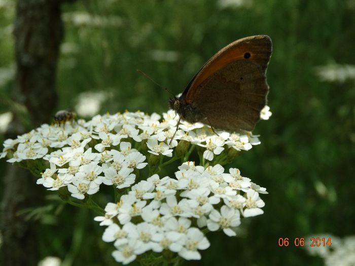 DSC04396 - Diverse insecte