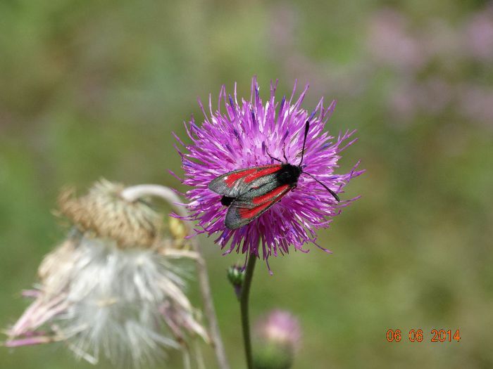 DSC04353 - Diverse insecte