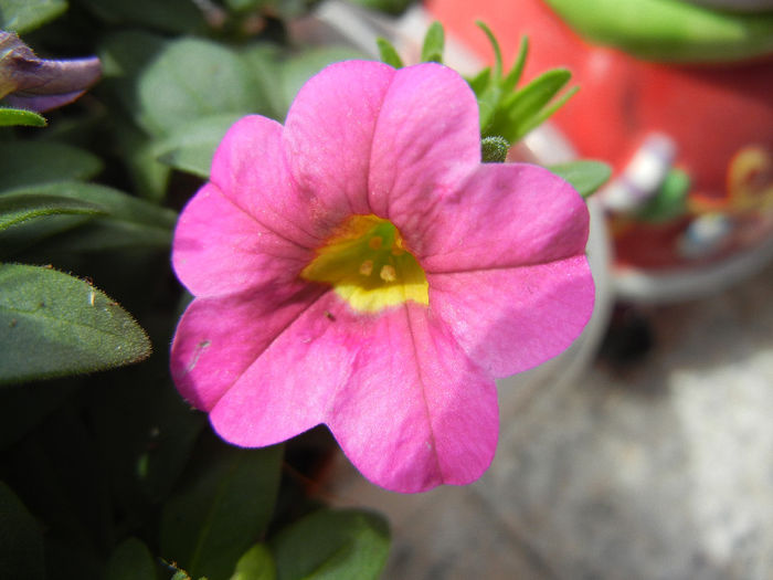 Calibrachoa Pink (2014, May 18)