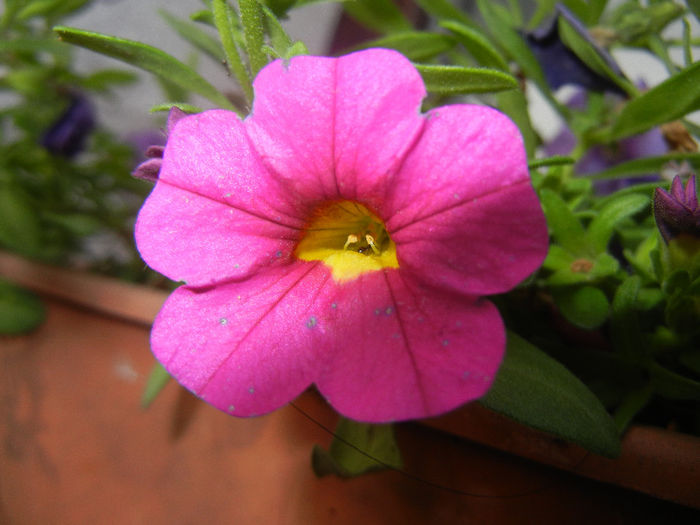 Calibrachoa Pink (2014, June 04)