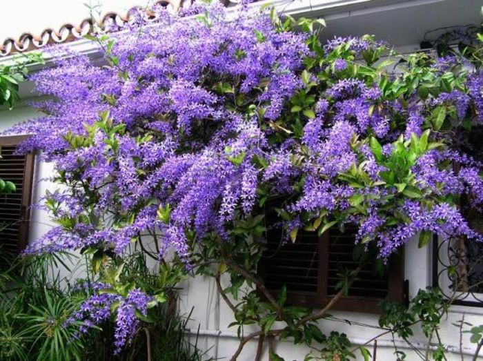 Bolusanthus speciosus