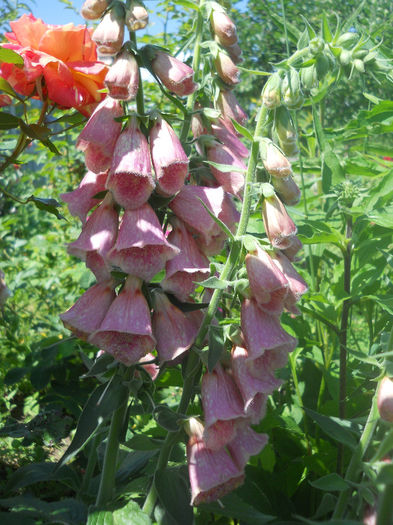 Digitalis purpurea - Gradina 2014