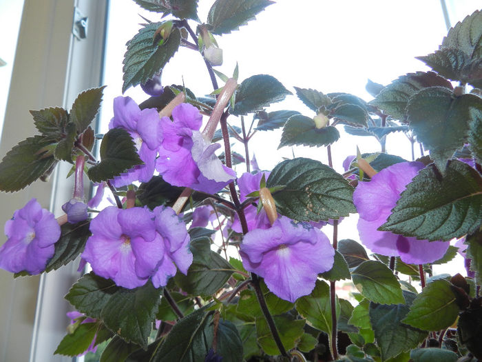 DSCN6256 - ACHIMENES