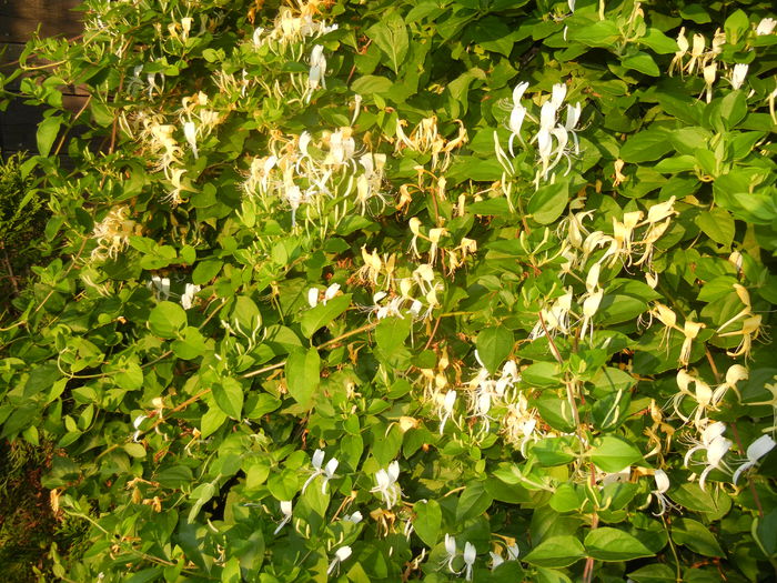 Lonicera japonica (2014, June 09) - LONICERA Japonica