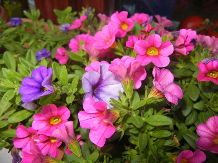 Calibrachoa Blue & Pink (2014, June 08)