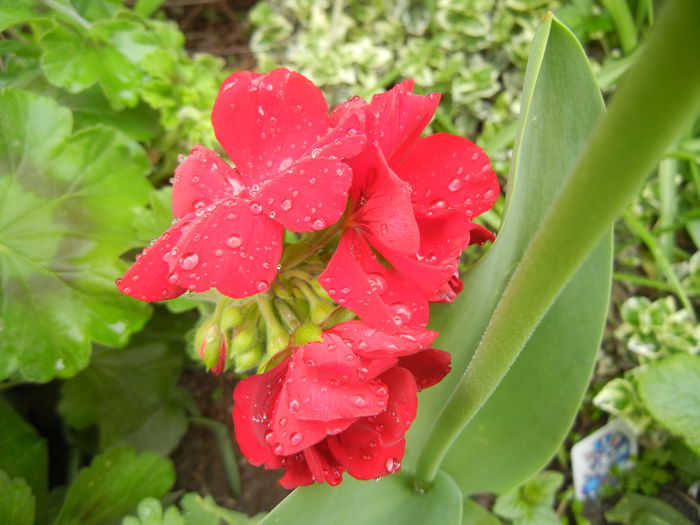 Red Ivy-Geranium (2014, April 22) - IVY-LEAVED Geranium Double