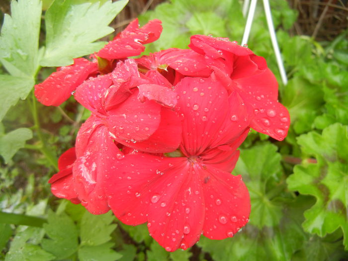 Red Ivy-Geranium (2014, April 22)