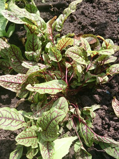 stevie sangerie(rumex sanguineus)