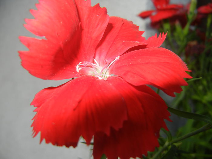 Red Dianthus (2014, June 08)